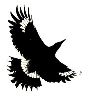 Currawong1