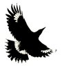 Currawong1
